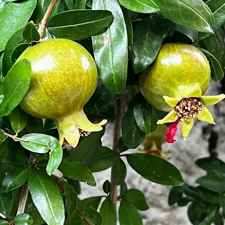 Bed & Breakfast Condesa