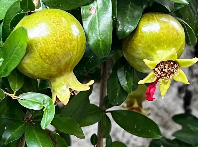 Frühstückspension Condesa